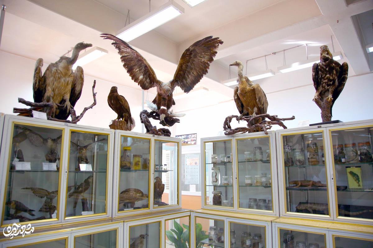 بازدید از ده هزار نمونه، در موزه جانورشناسی دانشگاه فردوسی