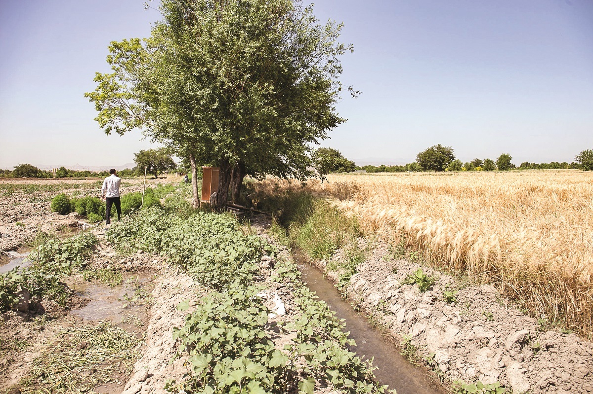 برکت مزرعه اقای کیخا