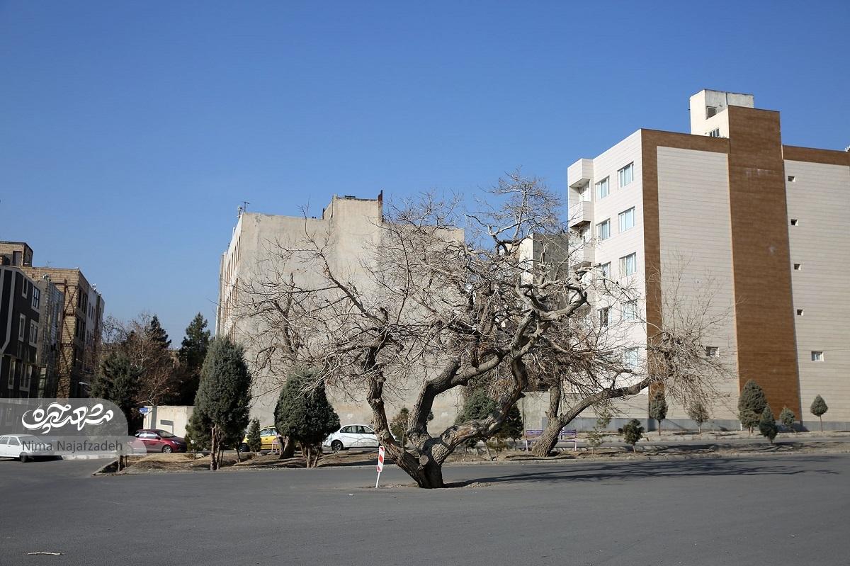 حاج محمد تیموری هویت روستای پاچنار است حاج محمد تیموری هویت روستای پاچنار است