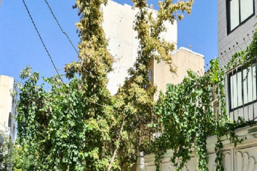 کوچه ای با درختان انگور کوچه ای با درختان انگور