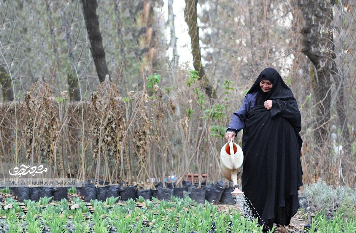 زهرا فیروزآبادی، تنها خانم باغبان در بوستان وکیل‌آباد