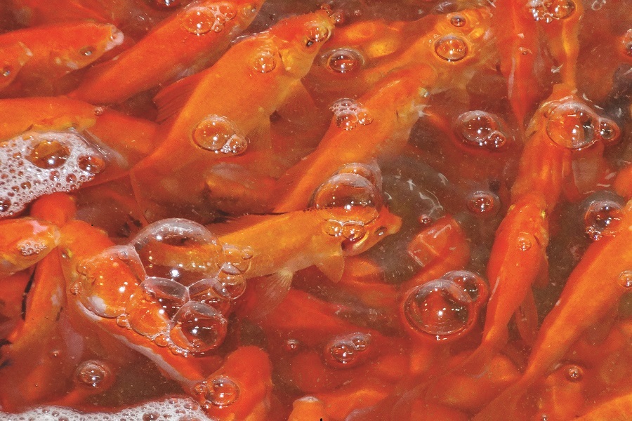 ماهی قرمز کوچولو