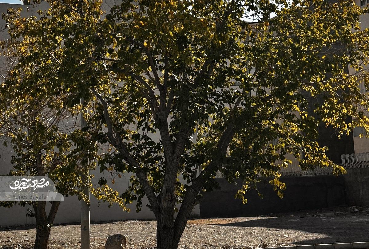 «عزیزیه» در حال شکل‌گیری