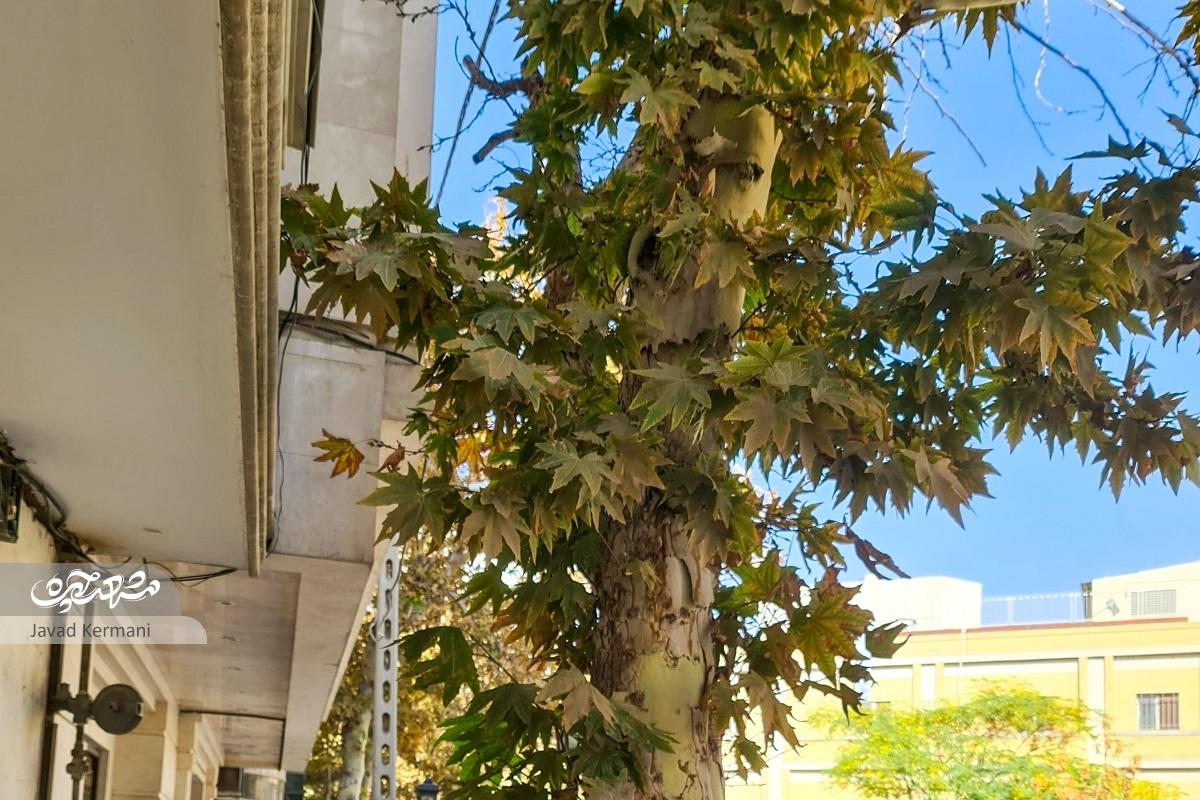 معبری آشنا برای نابینایان معبری آشنا برای نابینایان