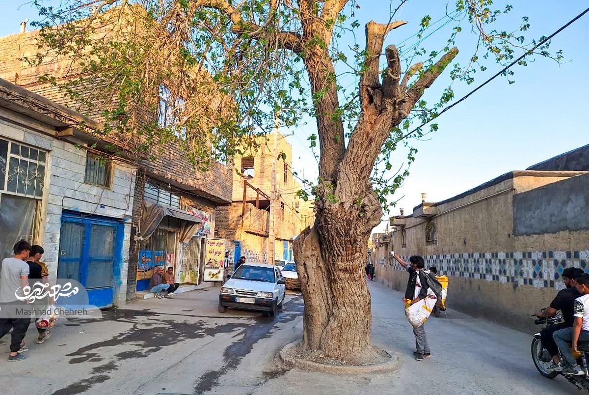 درختان توت محبوب اهالی درختان توت محبوب اهالی