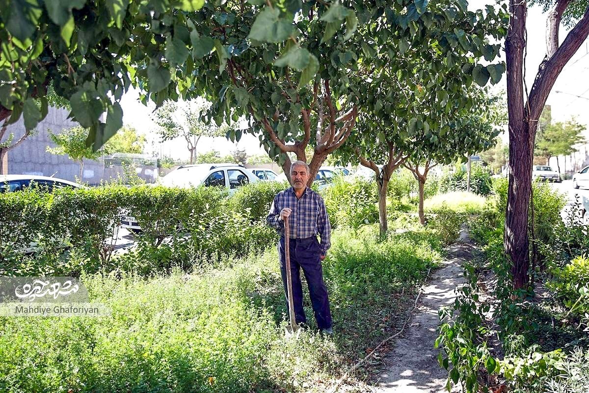 سرسبزی کوچه استادیوسفی ۱۲ هدیه آقا نعمت‌الله است