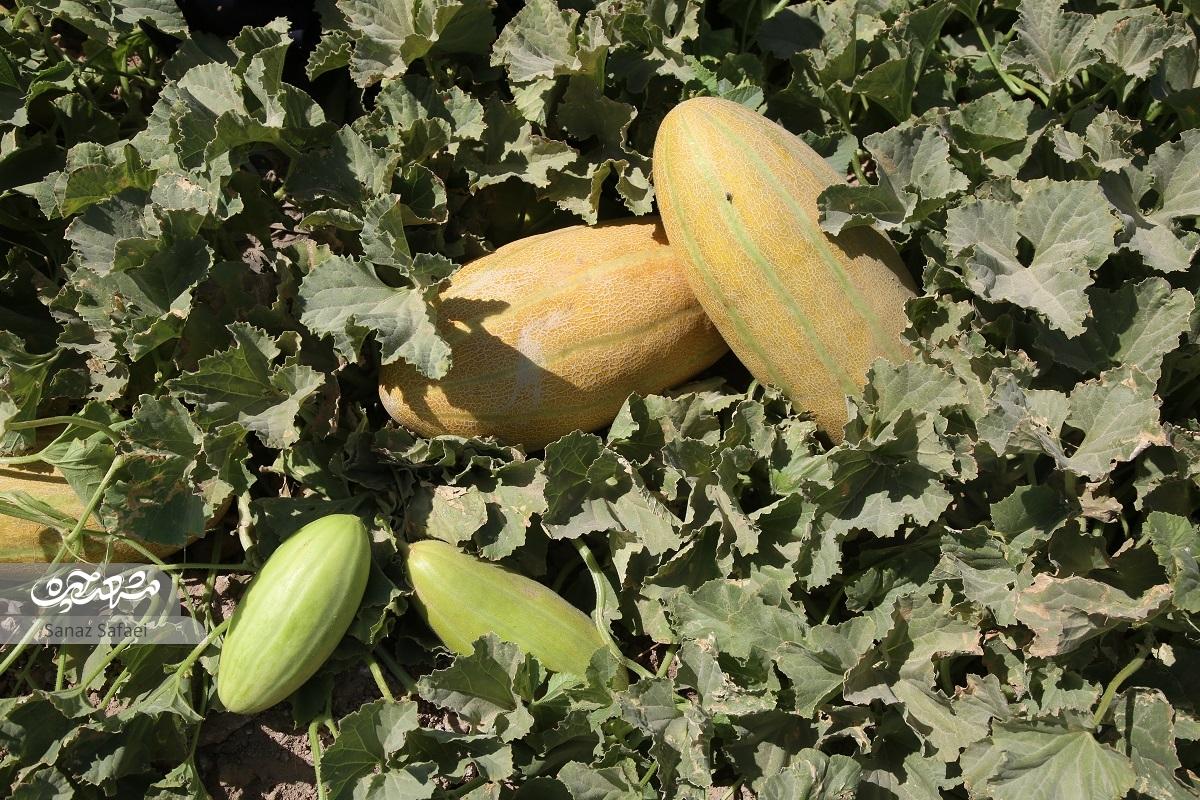 گردشگری روی پوست خربزه گردشگری روی پوست خربزه