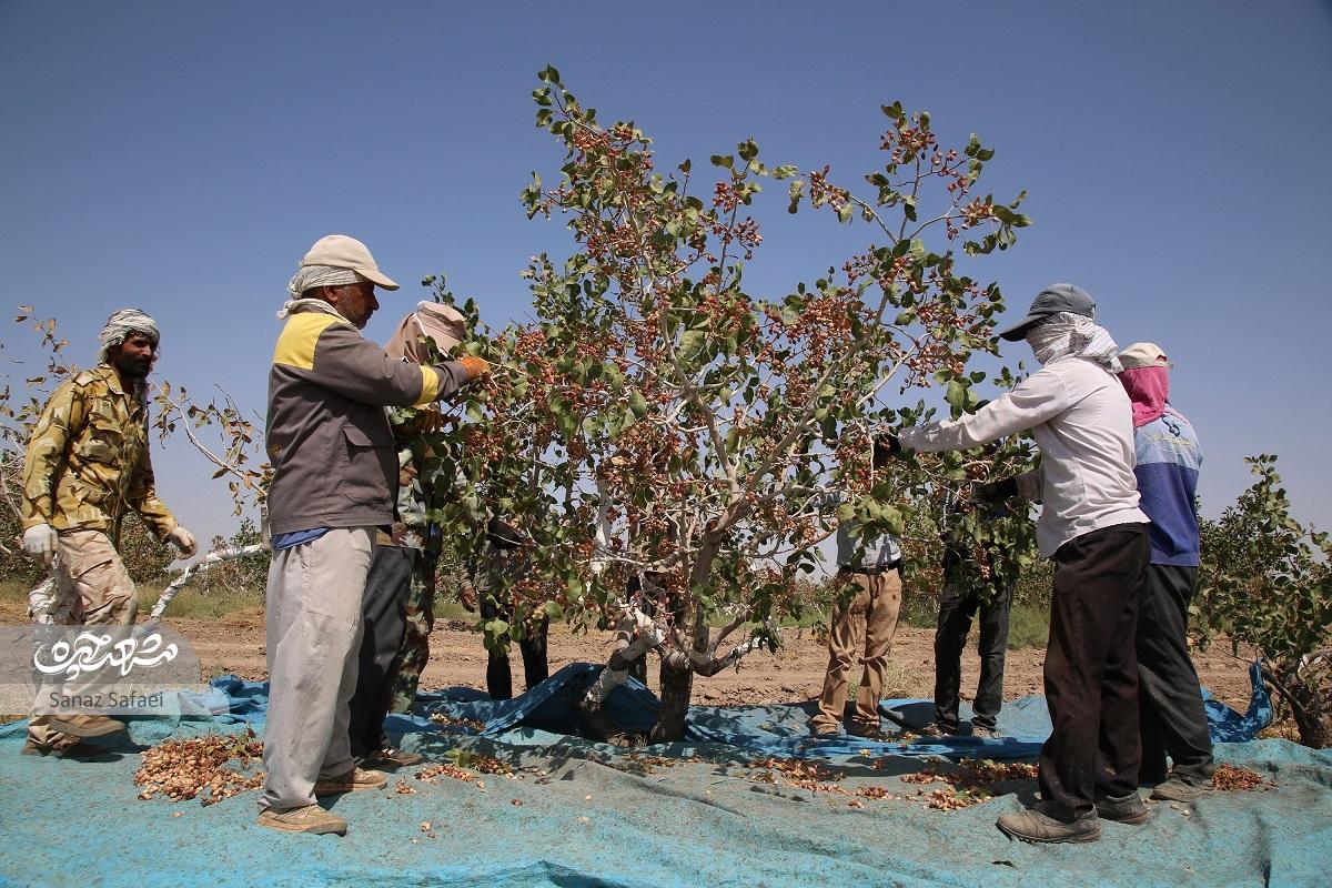 گردشگری سر بسته پسته