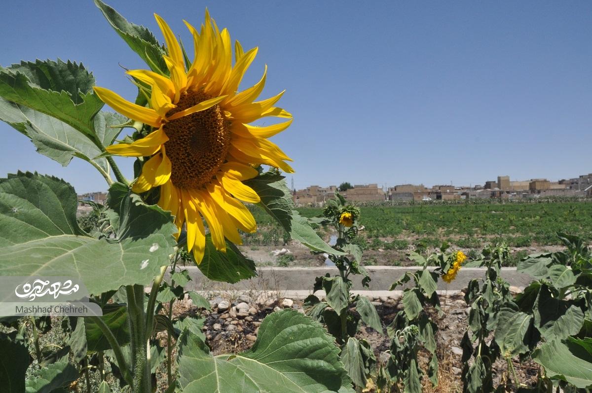 محله طرق؛ روستای هزارساله و محله پانزده‌ساله