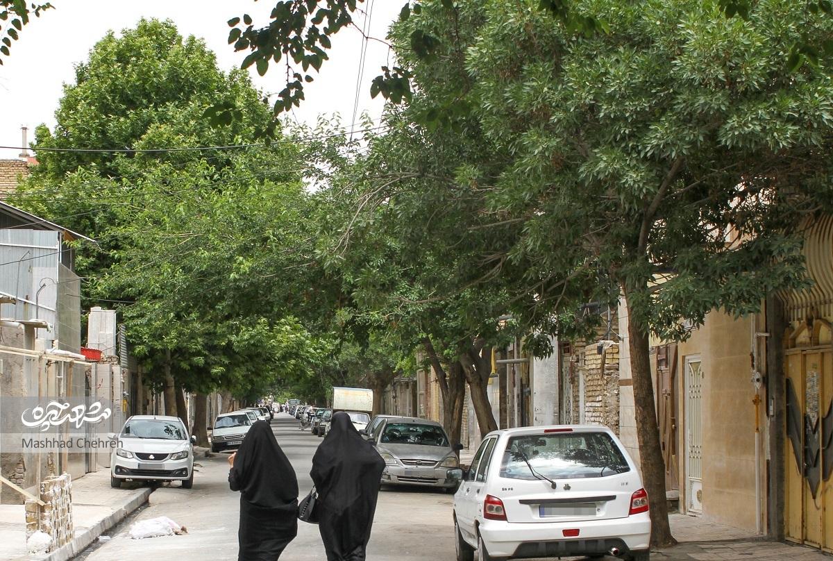 یاد شهدا در این کوچه سرسبز، سبز است