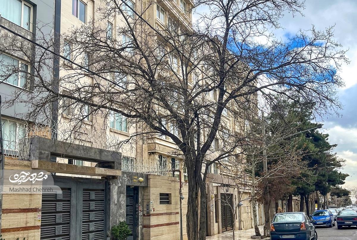گلخانهدارها رفتند، درختهایشان ماند گلخانهدارها رفتند، درختهایشان ماند