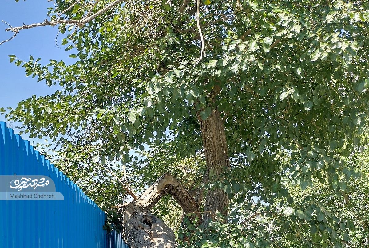 کوچه قدیم علاف‌ها در محله عامل