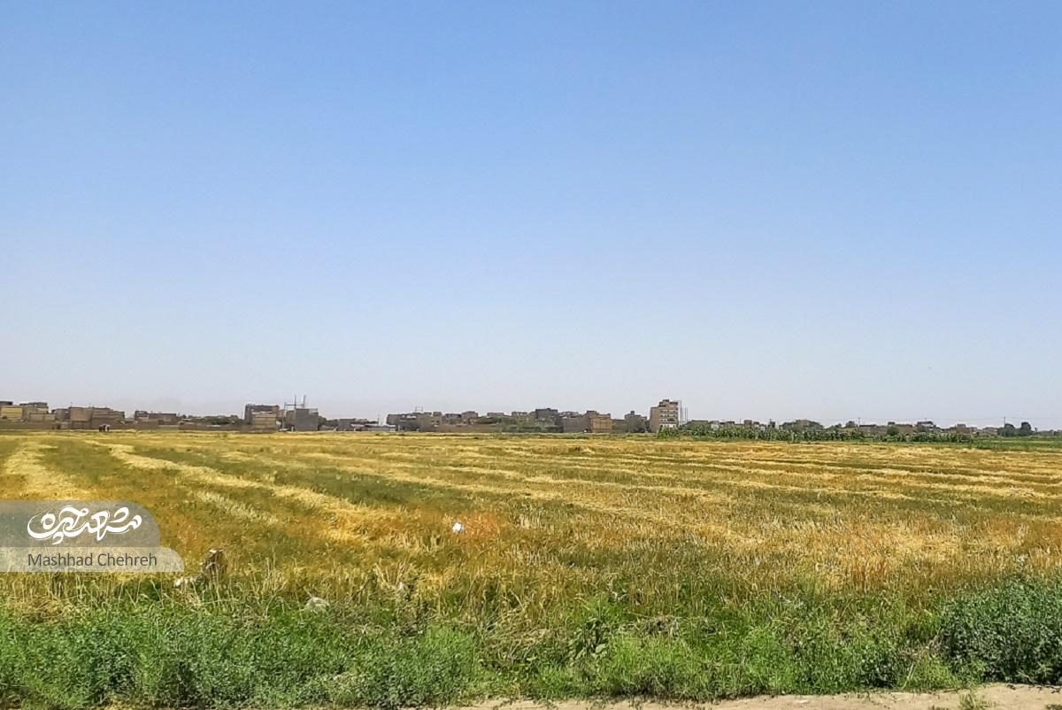 کوچه‌ای با هویت روستایی در دل محله