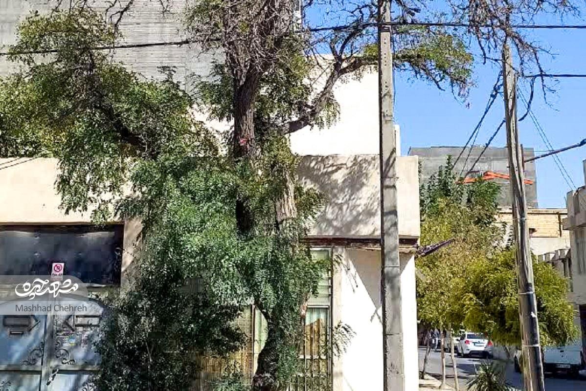 سنت مهربانی در کوچه طبرسی ۴۲ سنت مهربانی در کوچه طبرسی ۴۲