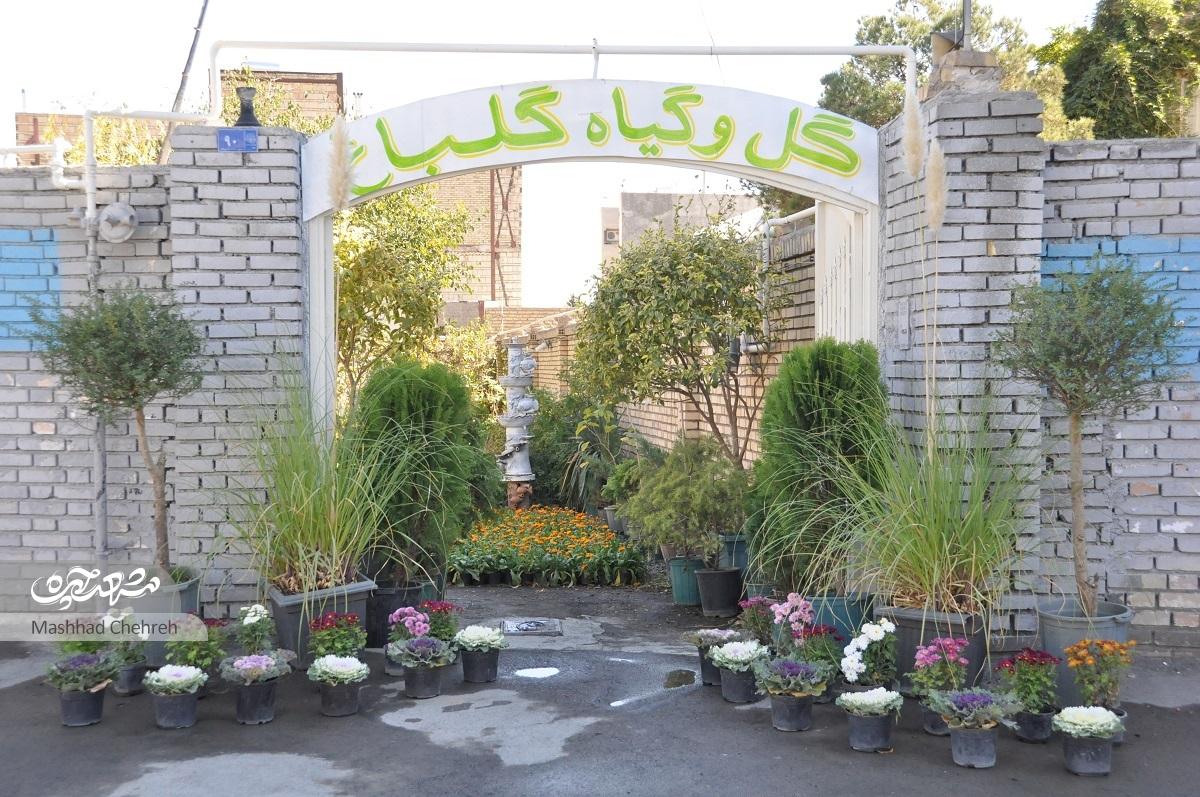 جواد اسماعیلی تولیدکننده و پرورش‌دهنده گل و گیاه در محله لادن است