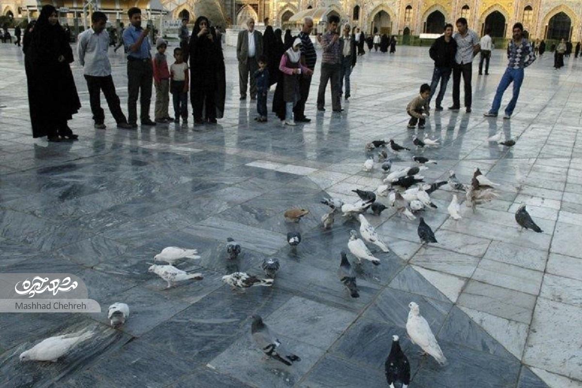 زائران تا مشتی گندم برای کبوتران نمیریختند از خدا روزی طلب نمیکردند زائران تا مشتی گندم برای کبوتران نمیریختند از خدا روزی طلب نمیکردند