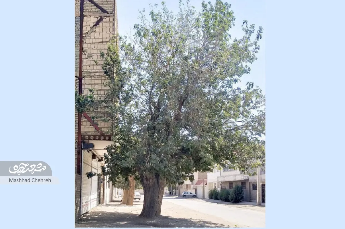 محله گردی محله گردی