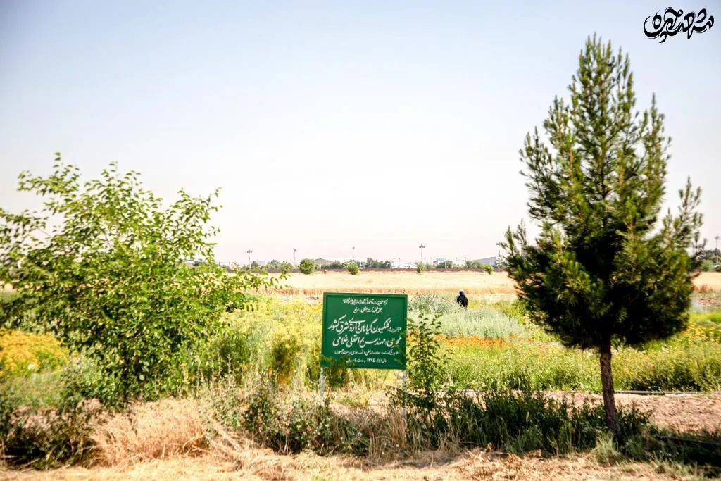 گیاهان دارویی