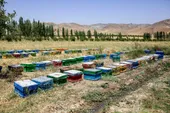 خم و چم زنبورداری از زبان یکی از تولیدکنندگان عسل 