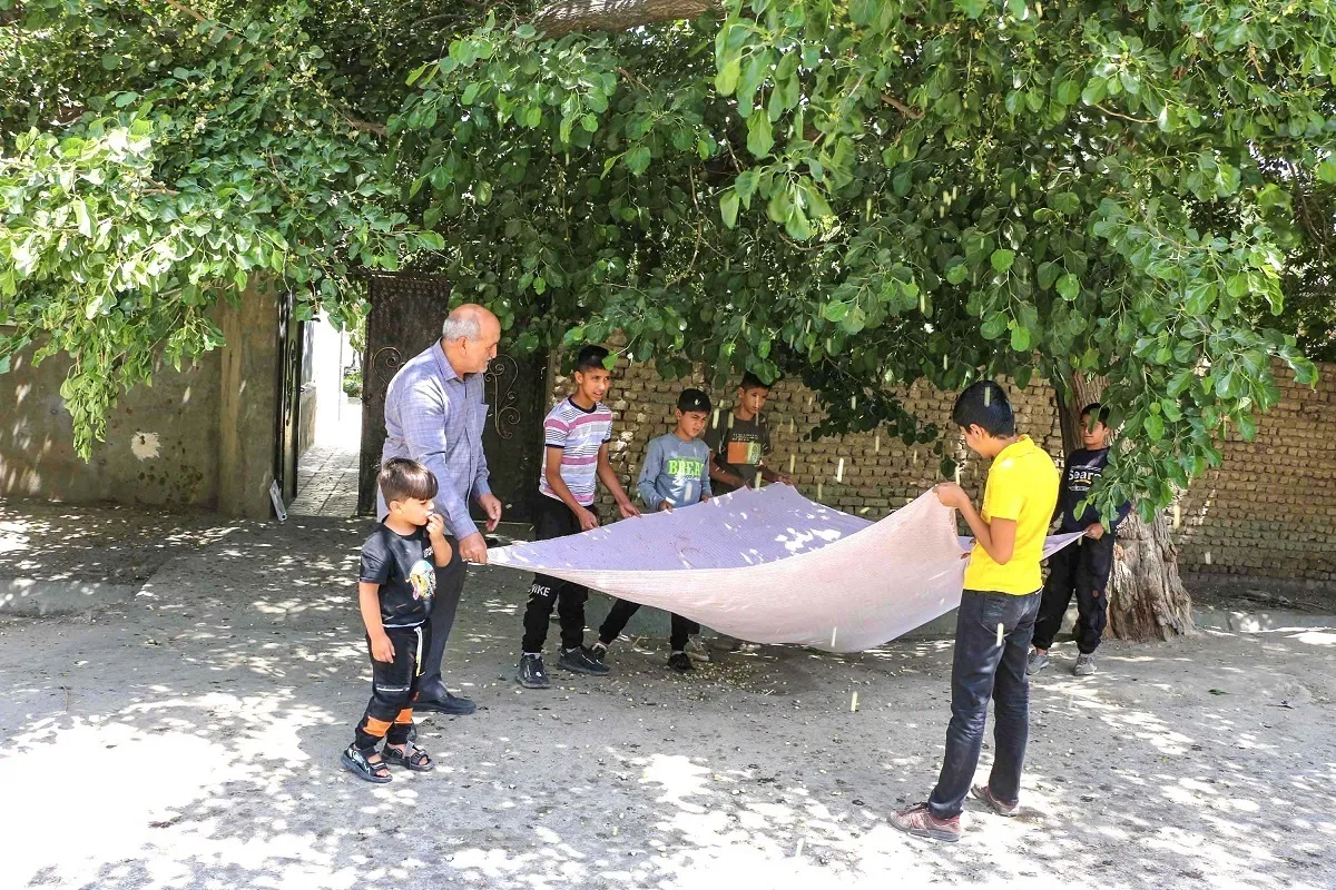 برکت درختان سیصدساله توت برای اهالی حاجی‌آباد