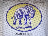 ردپای فیل خاکستری در تاریخ کفش مشهد!
