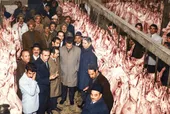 ماجرای تحصن قصاب&zwnj;های مشهدی در اعتراض به کشتار بهداشتی دام!