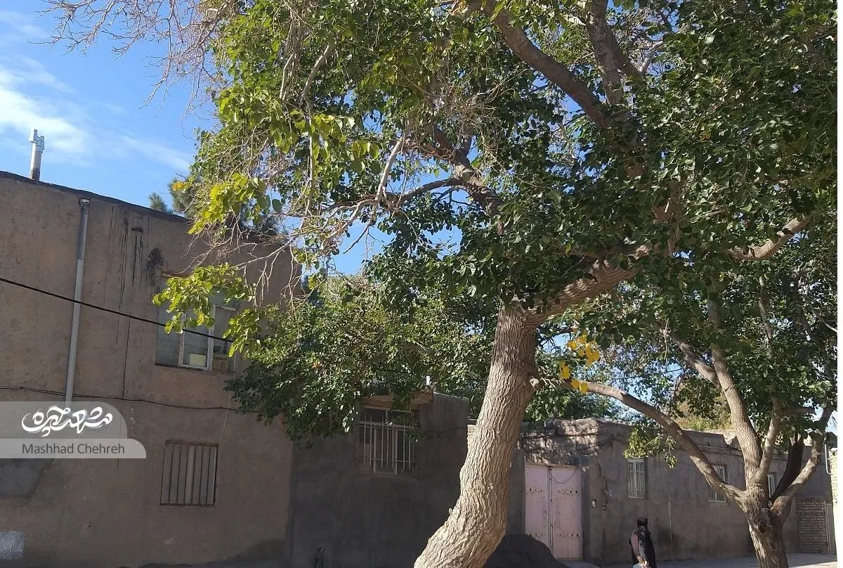 کوچه  سرسبز  و خاطره‌ساز شهیدرضوی