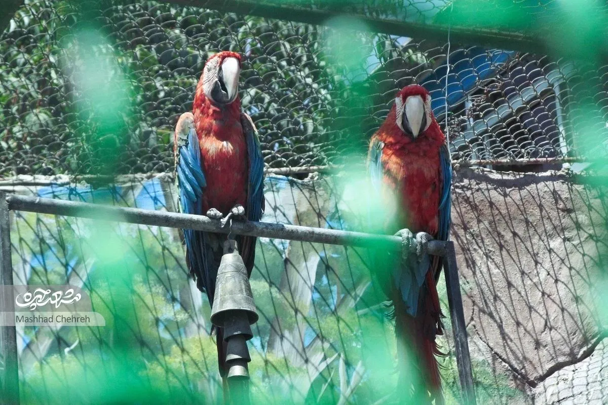 نخستین باغ‌وحش مشهد با یک کلاغ آغاز شد! 