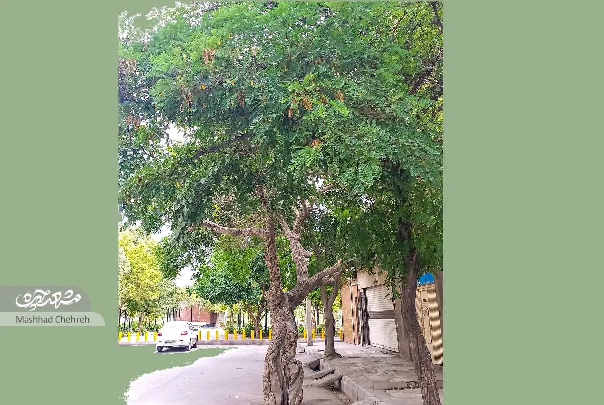کوچه های مشهد کوچه های مشهد