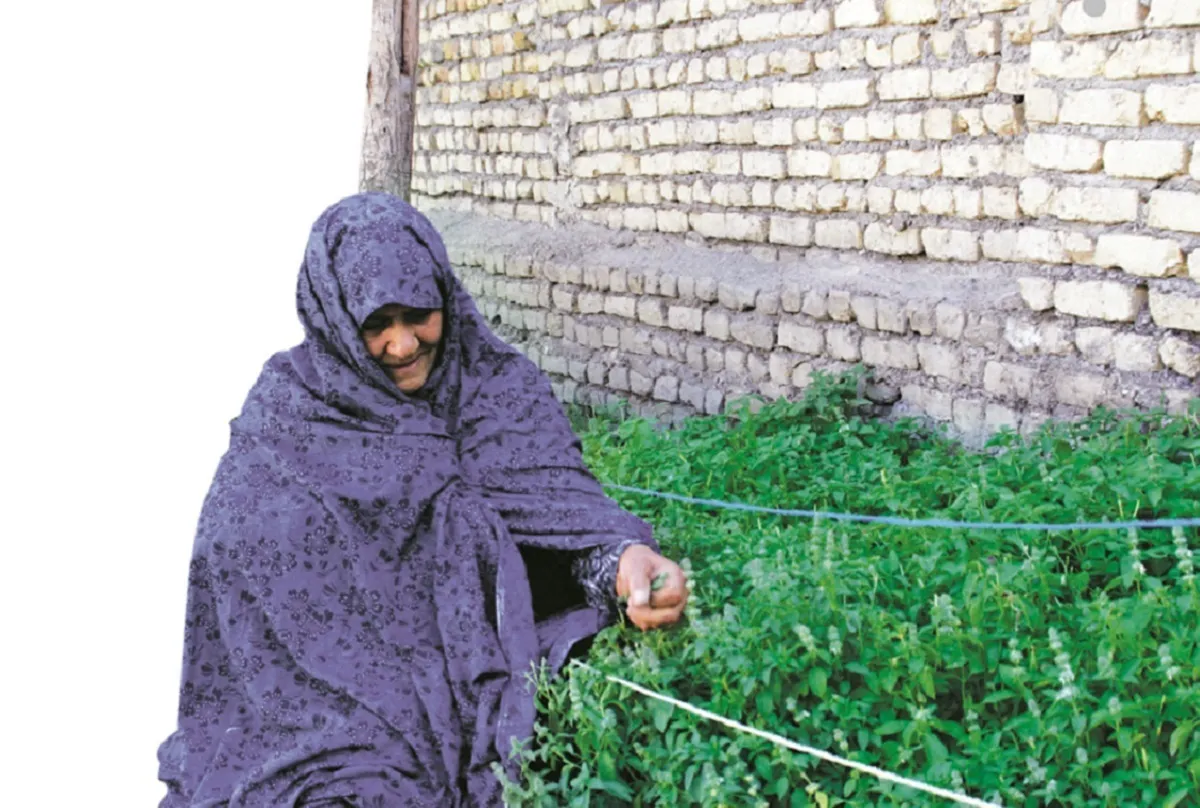 بوی خوش ریحان در محله ابوطالب