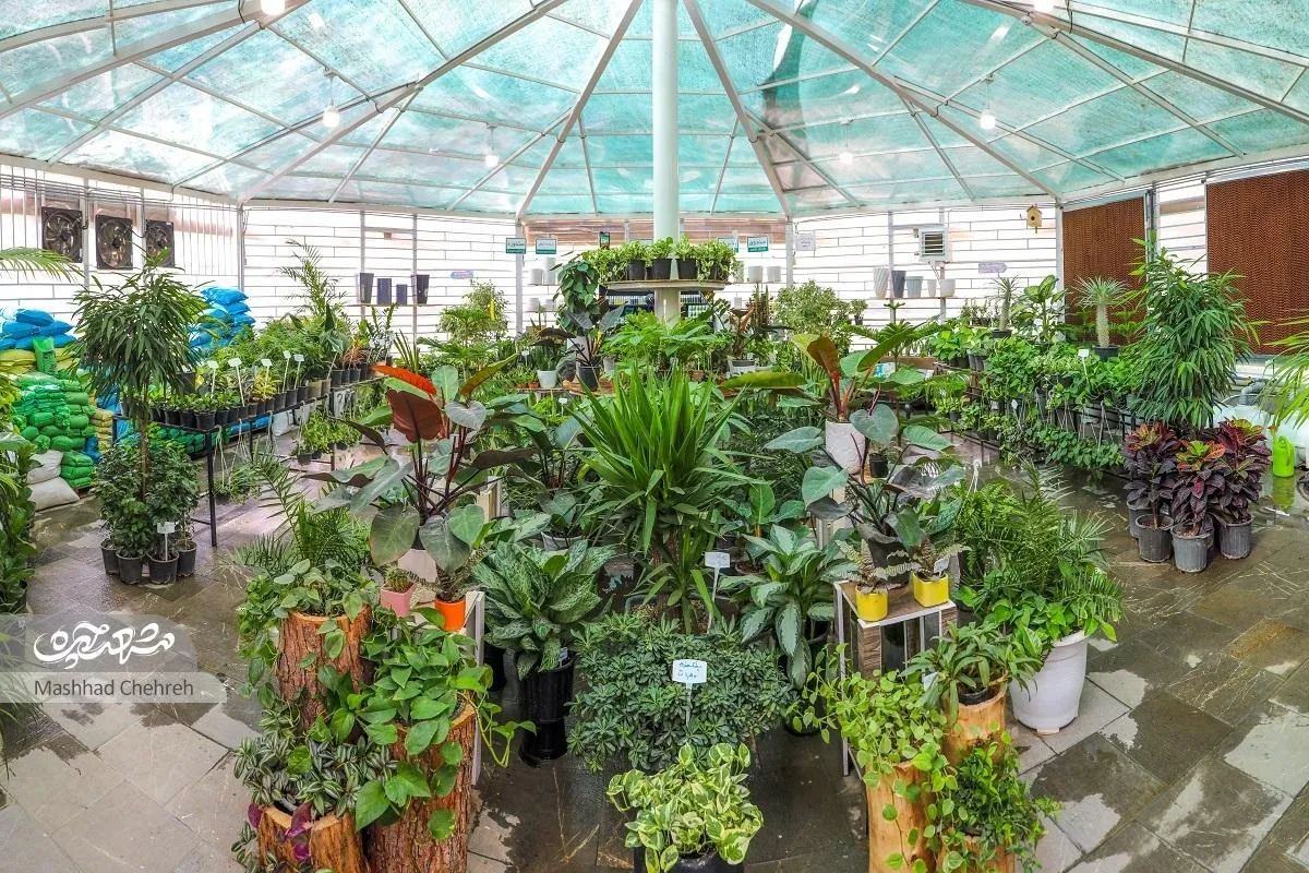 کلینیکی برای حال خوب گیاهان در حجاب