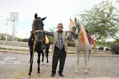 حسن مقنی عمرش را در کوهسنگی با اسب&zwnj;ها گذراند