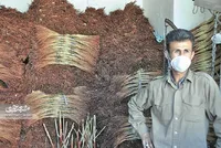 «نامی» بانی کشت جارو در محله مهرآباد مشهد شد