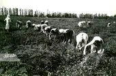 کاشف&zwnj;السلطنه قاجاری چای را به ایران آورد