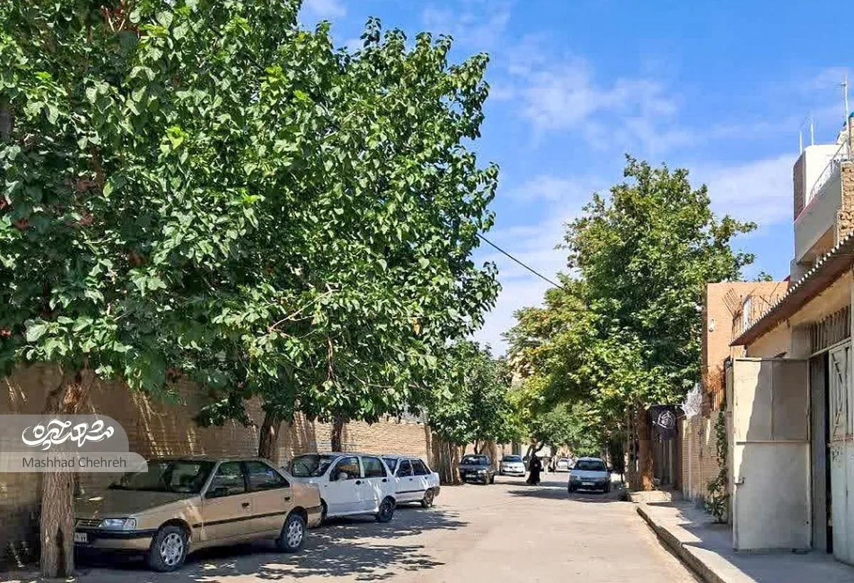 کوچه ورزشکاران کوی امیرالمومنین