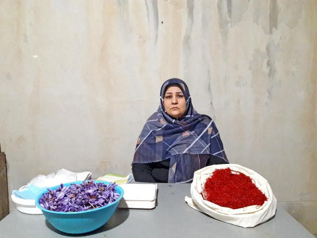 سعید شیرزاد پایگاه گل زعفران