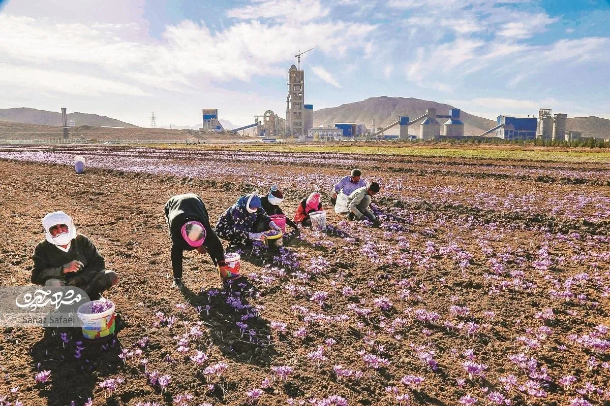 با جاذبه‌های زعفرانی اطراف مشهد آشنا شوید
