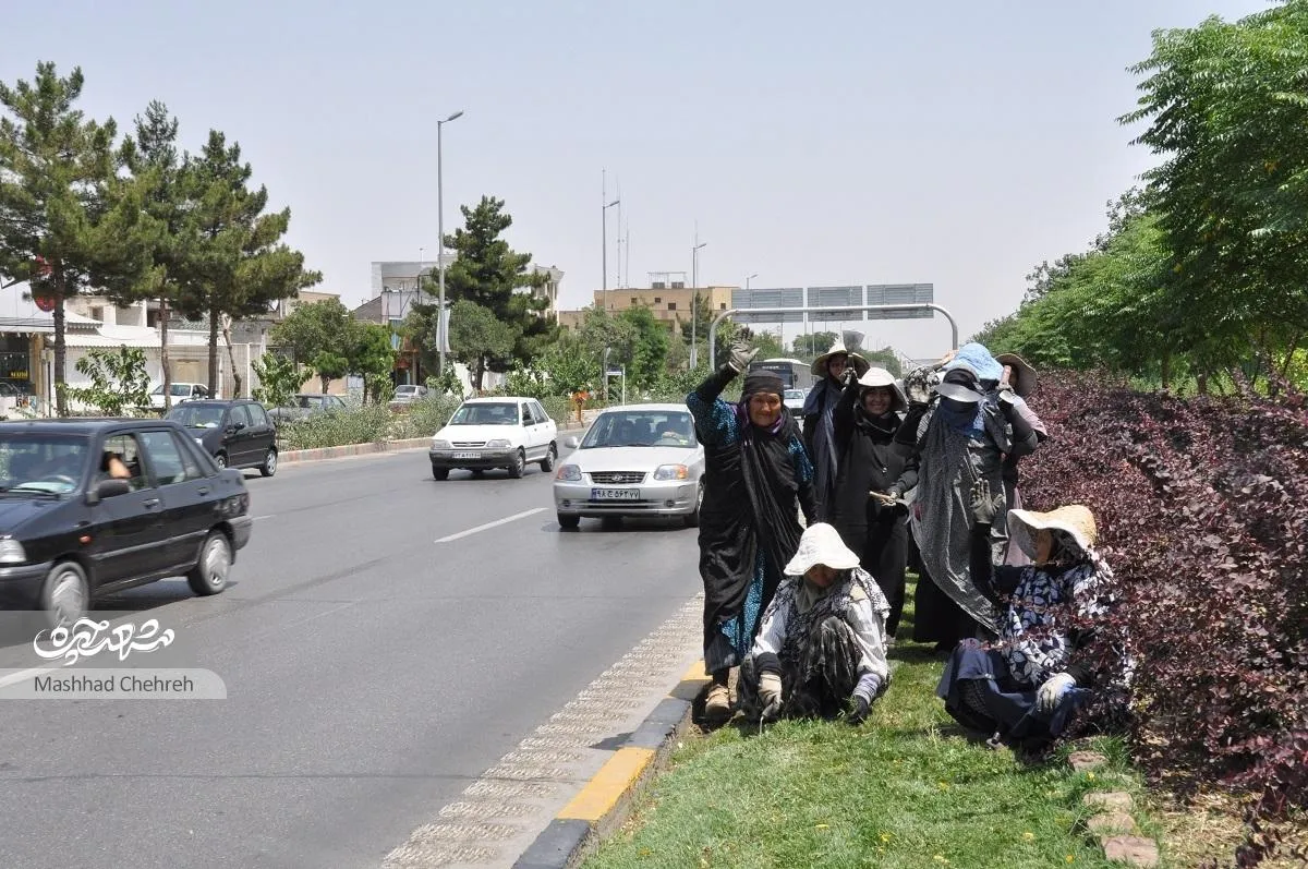 زنان سبز، شهرمان را زیباتر می‌کنند