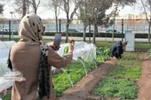 کشاورزی اهالی شهر در مزرعه بولوار اندیشه مشهد