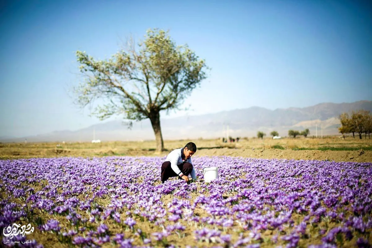 زمین زعفران